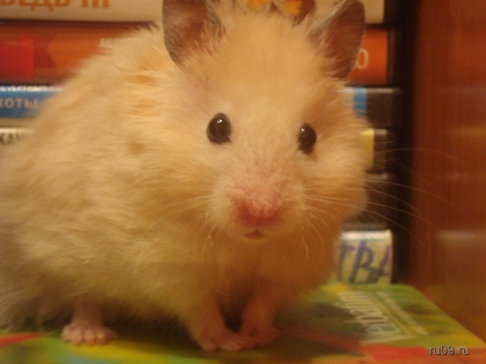 �������, ����� ���������� � ������ ������