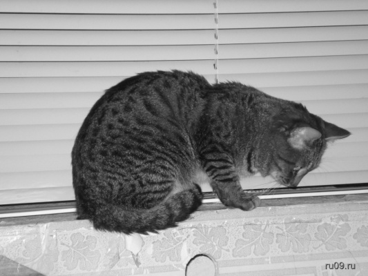 �������, ����� ���������� � ������ ������