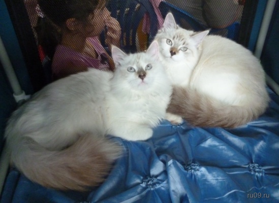 �������, ����� ���������� � ������ ������