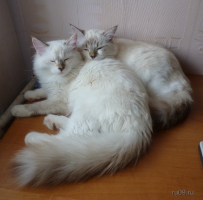 �������, ����� ���������� � ������ ������